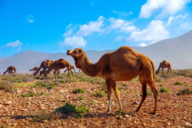 Fas 'ta dromedary deve sürüsü