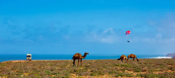 Dromedary Camels Motorhome Paraglider Morocco Landscape — Stock Photo, Image