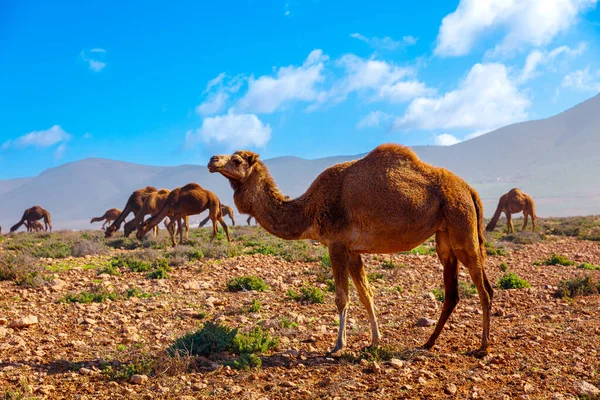 Uma Manada Camelos Dromedários Marrocos — Fotografia de Stock
