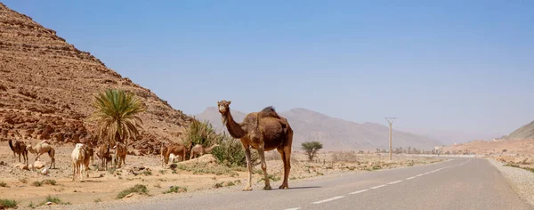 Kamel Dromedar Unterwegs Marokko — Stockfoto