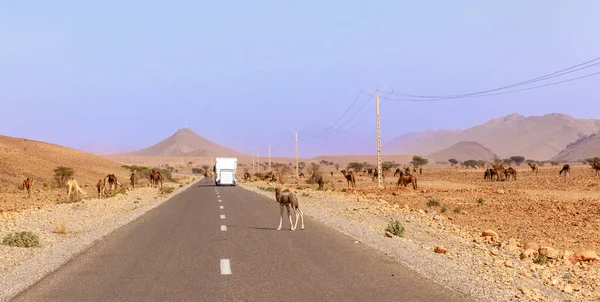 Дорожная Поездка Мороко Мотодом Верблюд Дороге — стоковое фото