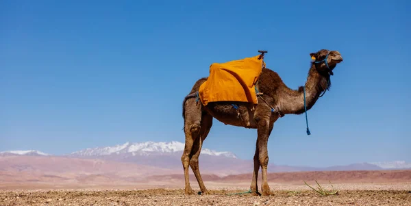 Cammello Dromadery Con Montagna Atlante Sullo Sfondo Marocco — Foto Stock