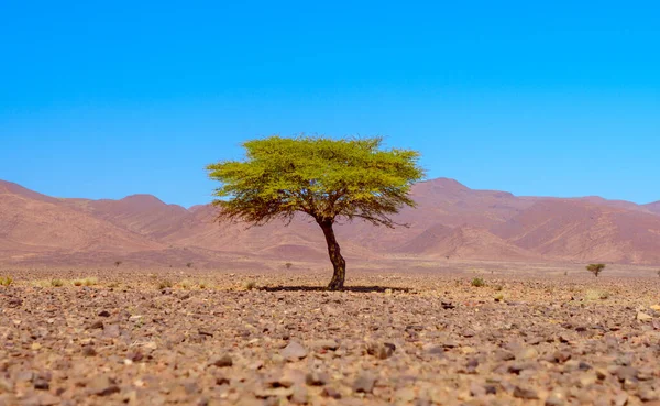 Afrika Çölünde Yalnız Bir Ağaç Fas — Stok fotoğraf