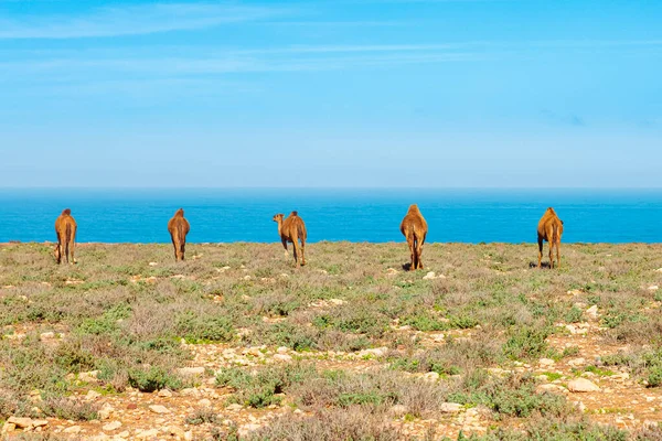 Linha Camelo Mar Marrocos — Fotografia de Stock