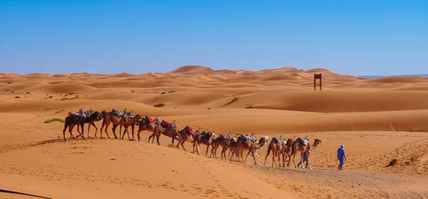 Velbloudí Karavana Poušti Sahara — Stock fotografie