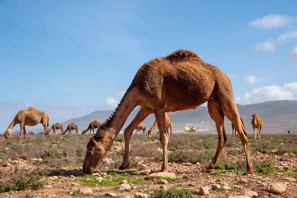 Kamel Marokkanischer Landschaft — Stockfoto