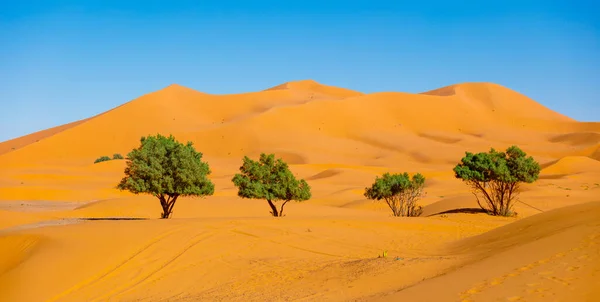 サハラ砂漠の砂丘の日没 モロッコのメルツーガ — ストック写真