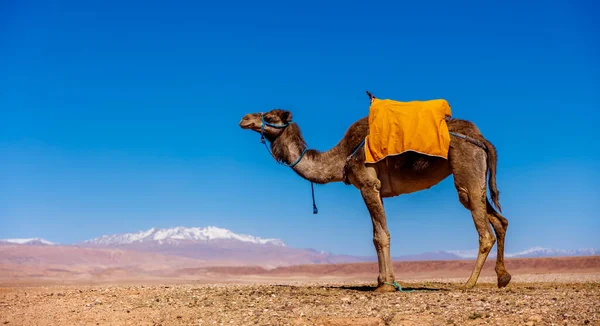 Kameel Marokko Met Atlas Berg Achtergrond — Stockfoto