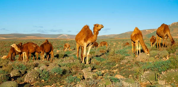 Стадо Верблюдов Природе Марокко — стоковое фото