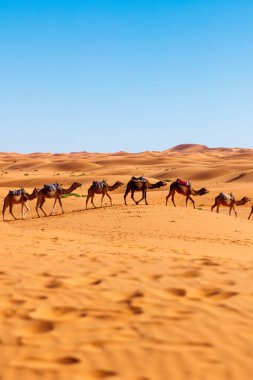 Fas çölündeki deve kervanı.