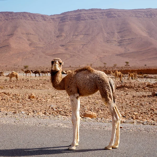 Kamelbaby Wüstenlandschaft Marokko — Stockfoto