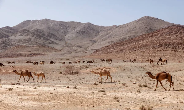 ラクダのグループと砂漠の風景 モロッコ — ストック写真