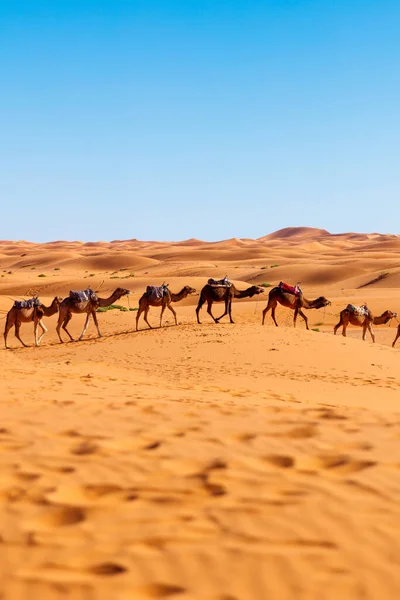 Caravana Camellos Desierto Del Sahara Marruecos —  Fotos de Stock