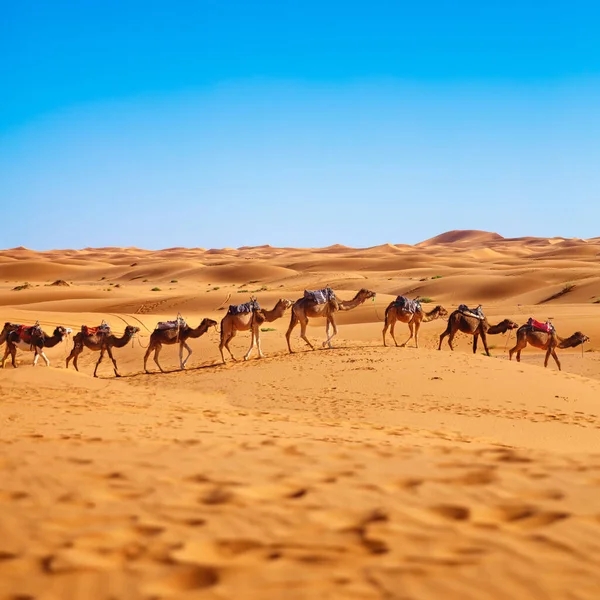 Carovana Cammelli Nel Deserto Del Sahara Marocco — Foto Stock