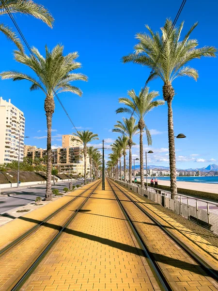 Palmier Dans Ville Alicante Espagne — Photo