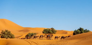 Fas 'ta Sahara Çölü' nde bir deve kervanı.