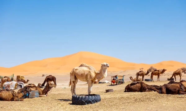 サハラ砂漠のラクダのグループ モロッコ — ストック写真