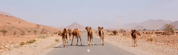 Camelo Cruzando Estrada Deserto Marrocos — Fotografia de Stock