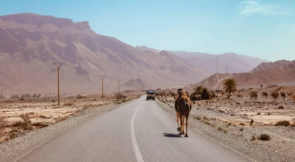 砂漠の道を歩くラクダ — ストック写真