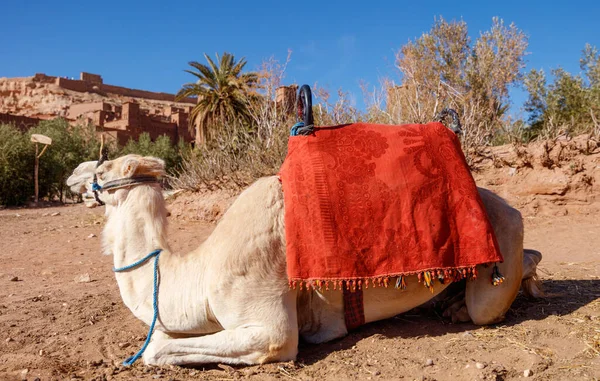 Biały Wielbłąd Siedzi Ait Benhaddou Maroku — Zdjęcie stockowe