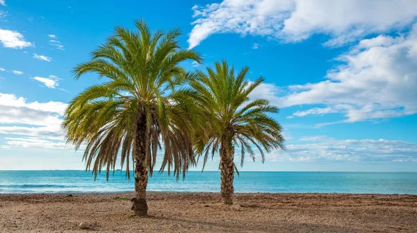 海滩上的两棵棕榈树 — 图库照片