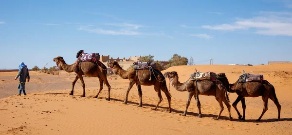 Caravana Camelo Deserto — Fotografia de Stock