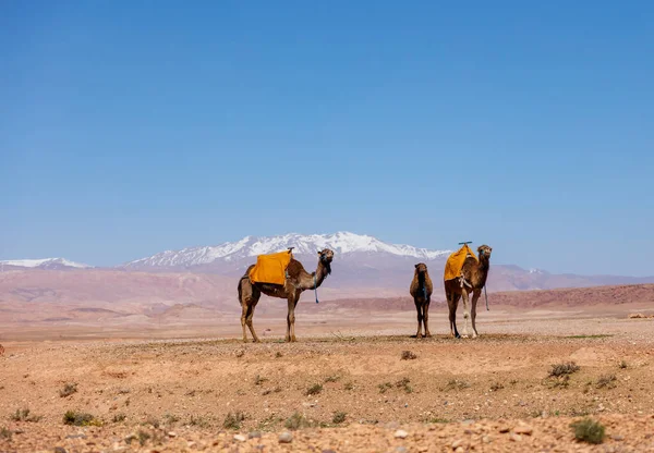 アフリカ砂漠の風景の中に3頭のラクダ — ストック写真
