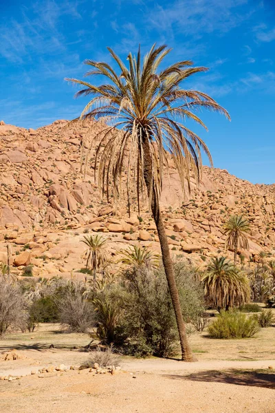 Palme Und Berg Marokko Tafraoute — Stockfoto
