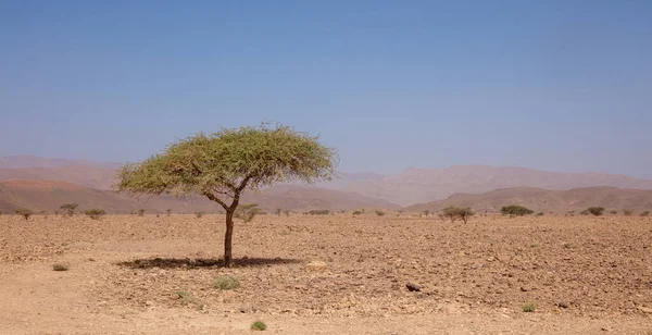 木とアフリカの砂漠の風景 — ストック写真