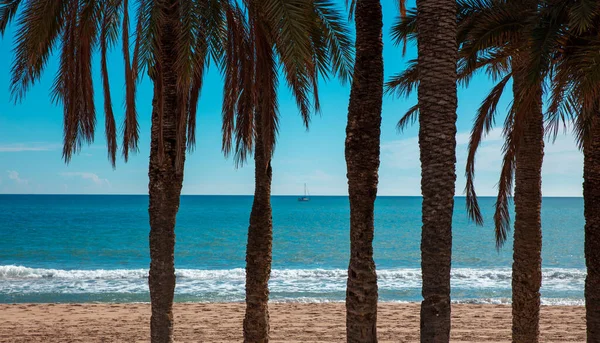 Palm Tree Beach — Stock Photo, Image