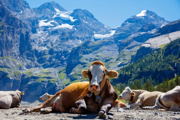 Cows Switzerland Mountains — Stock Photo, Image