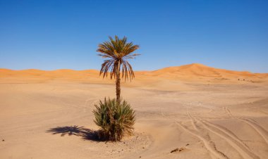 Çöl manzarası, kum tepeleri ve palmiye ağaçları.