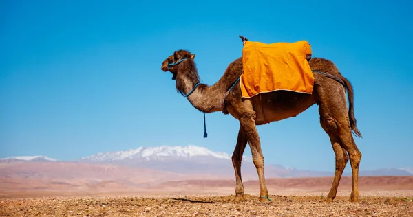 Camelo Paisagem Deserto Montanha Atlas Fundo — Fotografia de Stock