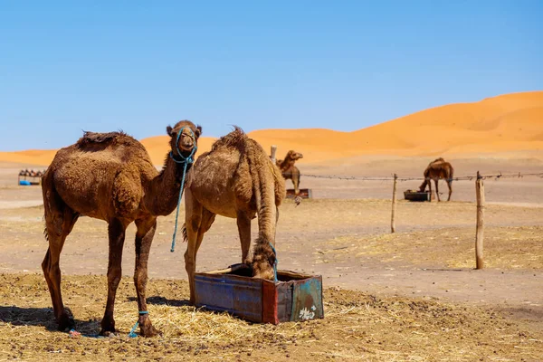 Camelo Deserto Marrocos — Fotografia de Stock