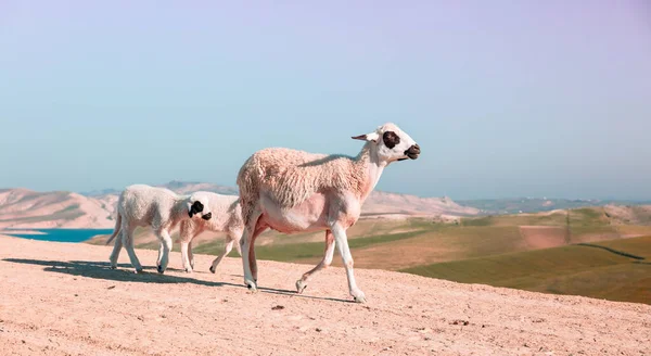 Овцы Пустыне Марокко — стоковое фото