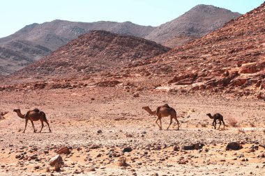 ıssız bir coğrafyada devenin