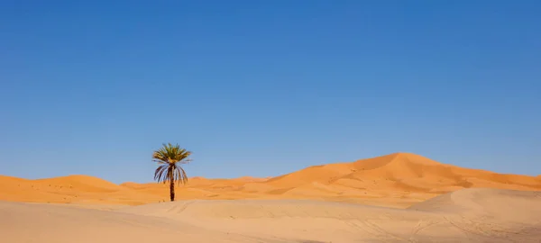砂漠の風景 砂丘やヤシの木 — ストック写真