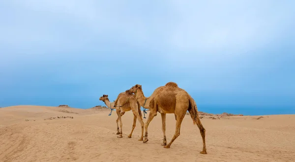 Zwei Kamele Der Wüste Marokko — Stockfoto