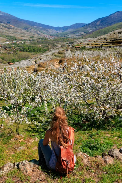 Jerte Valley 'de güzel kiraz çiçeklerine bakan bir kadın, İspanya' da estramadura.