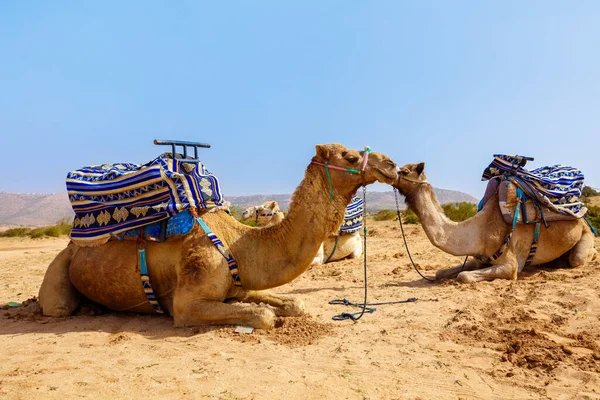 Chameau Dromadaire Dans Désert Sahara Maroc — Photo