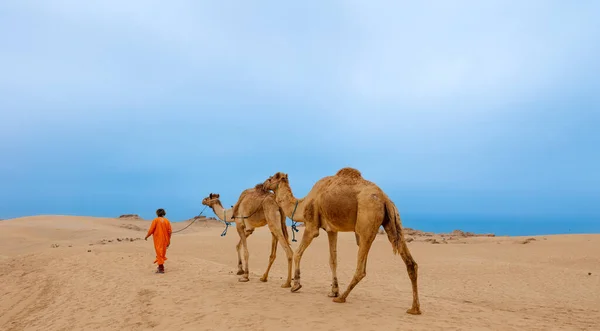 Kamelzug Wüstenlandschaft Marokko — Stockfoto