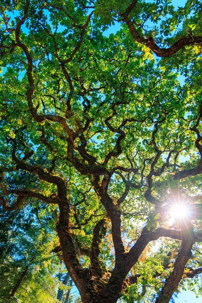 Beautiful Oak Tree Sunlight Branches — Stock Photo, Image