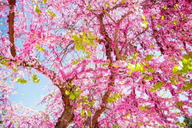 Parktaki güzel Yahuda ağacı, güneş ışığı ve mavi gökyüzü - bahar çiçeği pembe çiçek