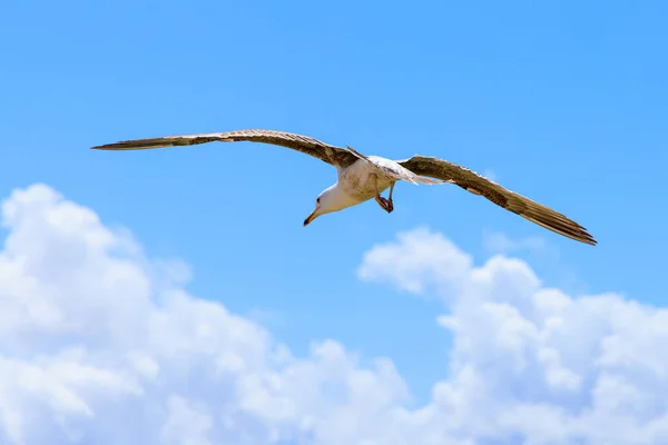 青い空を雲と共に飛ぶ美しい大きなカモメ — ストック写真