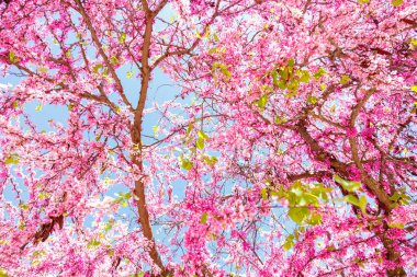 Ağaçta açan güzel pembe çiçekler. Judas ağacı.