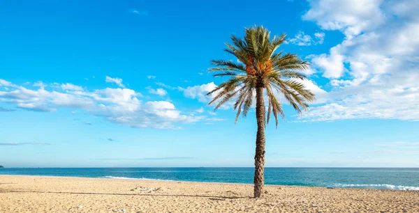 Palmboom Het Strand Zomervakantie Toerisme Relax Vakantie Concept — Stockfoto