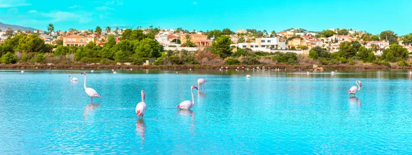 Pink Flamingo Water Wild Birds — Stock Photo, Image