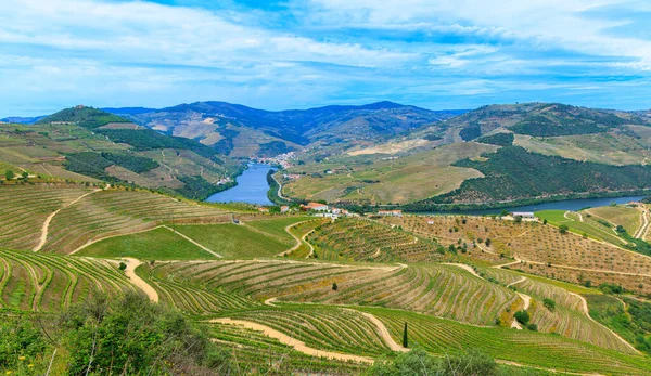 Dolina Douro Winnice Tarasie Portugalia Pobliżu Porto — Zdjęcie stockowe