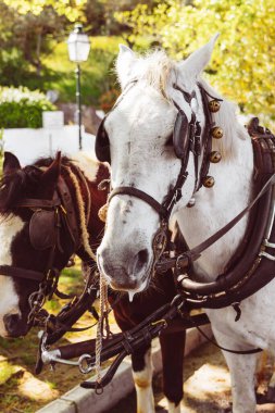 Beyaz ve kahverengi atın portresi