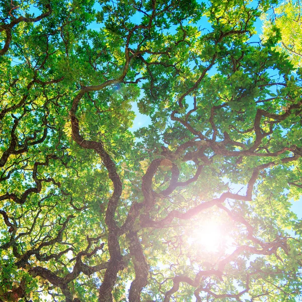 Árvore Encaracolado Verde Com Raios Sol — Fotografia de Stock